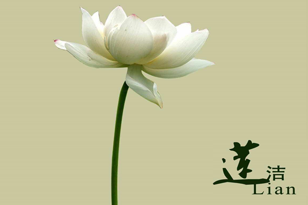 171692250115478725.png 廉潔的花朵_副本.png