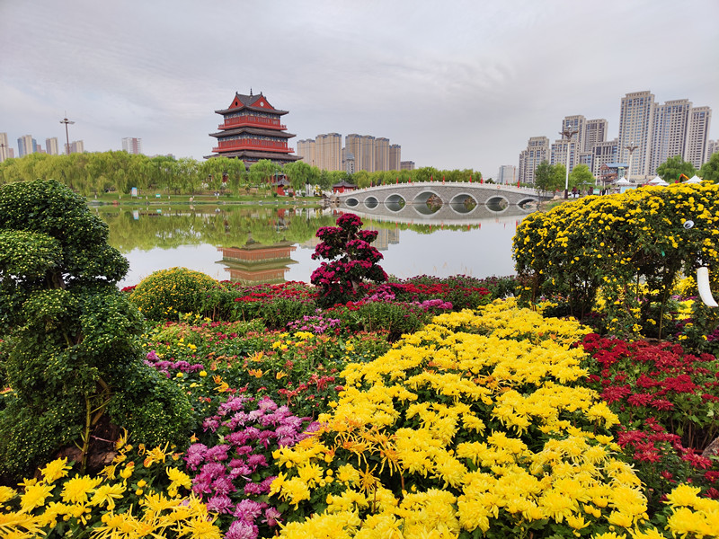 131715561756712246.jpeg 菊1_副本.jpg